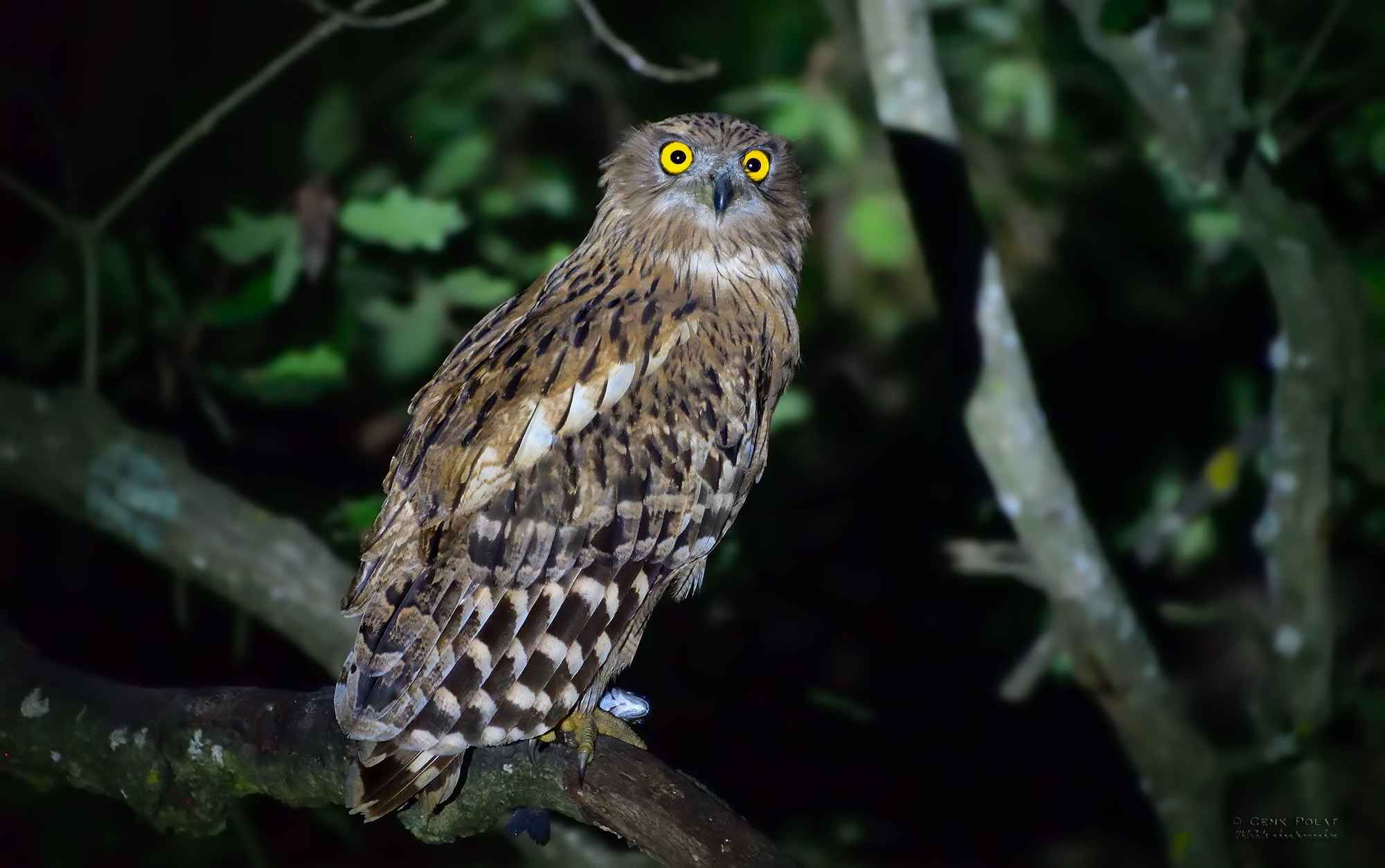 Brown Fish-Owl